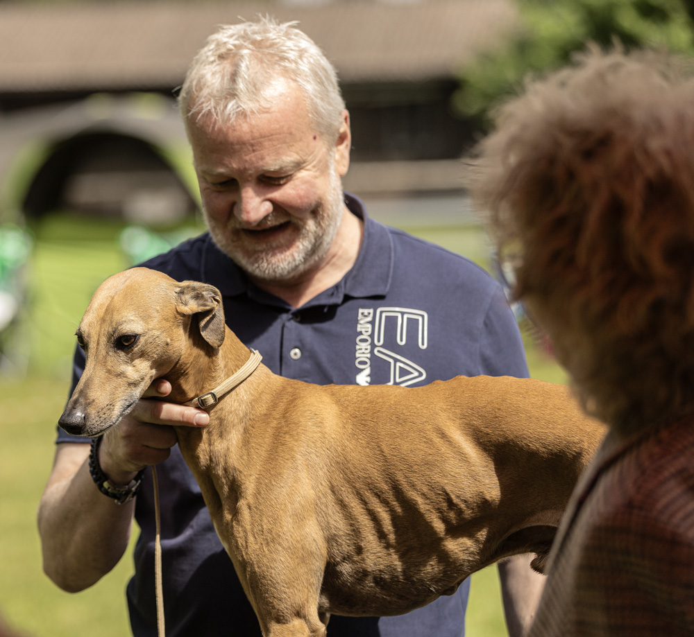 Whippet Ausstellung