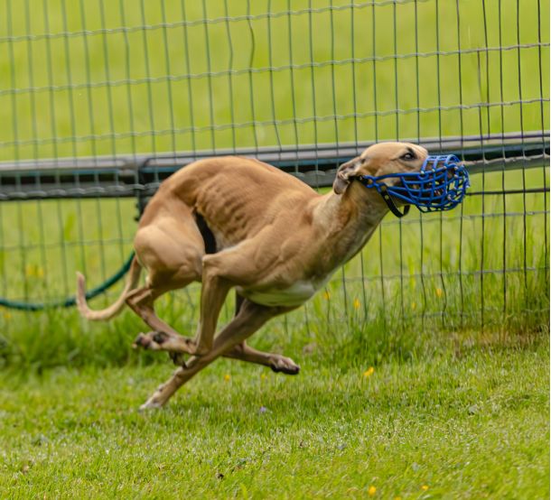 WHIPPET SOLORENNEN WWCS CM 09.05.2024